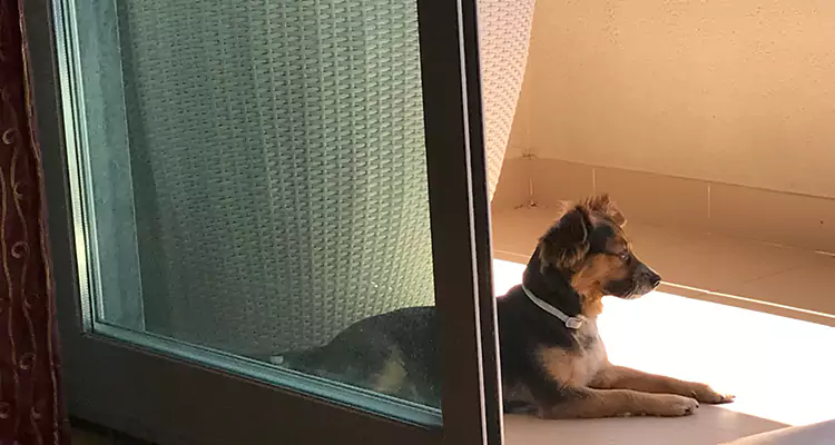 French Door Pet Screen Repair in Berkeley, CA